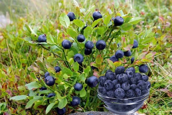 تصویر 1 از خرید و قیمت پودر گیاه روناس + فروش صادراتی
